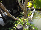 image DSC06054.JPG