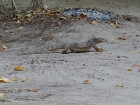 image DSC06094.JPG