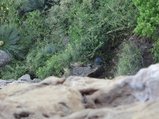 ../thumbnails/204-DSC06387.JPG.small.jpeg